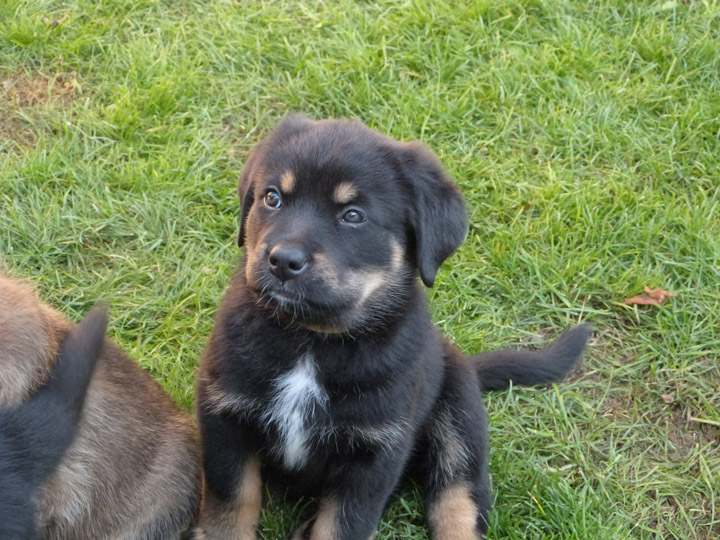 chinook dog